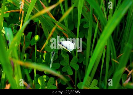 Zwei Schmetterlinge sitzen auf Gras. Füllen des Rahmens.hohes grünes Gras.Frühlingszeit. Stockfoto