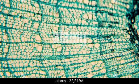 Bilder von biologischen Zellen unter dem Mikroskop Stockfoto