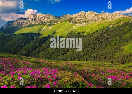 Schöne Sommer Natur Landschaft, spektakuläre bunte rosa Rhododendron Bergblumen auf den Hügeln in Bucegi Berge, Karpaten, Siebenbürgen Stockfoto
