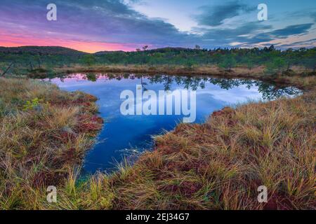 Zauberhafte Sommerlandschaft mit kleinem See im Sumpf. Grüne Pinien Reflexion auf dem Wasser im Moor, Tinovul Mohos, Siebenbürgen, Rumänien, Euro Stockfoto