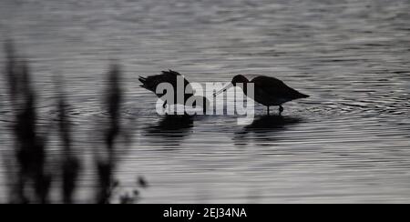 Greenshank (Tringa nebularia) zwei Greenshank mit Wellen auf dem Wasser Stockfoto