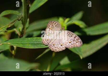 Graue Stiefmütterchen (Wacholder) Grau Stiefmütterchen Schmetterling ruht auf grünen Blättern isoliert auf einem Natürlicher schwarzer Hintergrund Stockfoto