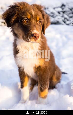 Australischer Schäferhund posiert draußen im Schnee. Stockfoto