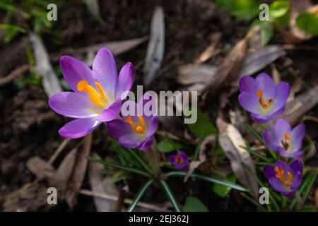 Ashford, Kent, Großbritannien. Februar 2021, 21st. UK Wetter: Angenehmer Sonntagmorgen als Krokusse - Crocus sativus - die normalerweise im späten Winter und frühen Frühling blühen, Pop-up in der warmen sonnigen Sonne in diesem hamstreet Dorfgarten am Stadtrand von Ashford in Kent. Foto-Kredit: Paul Lawrenson/Alamy Live Nachrichten Stockfoto