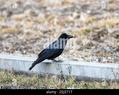 Japanische Großschnabelkrähen sitzen auf der Trennwand zwischen zwei trockenen Reisfeldern in der Nähe von Yokohama, Japan. Stockfoto