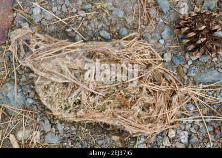 Ein Nest aus Kiefernprozessionärenmotten (Thaumetopoea Pityocampa), das von einem Baum auf den Boden eines Pinienwaldes gefallen ist Stockfoto