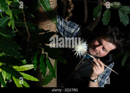 Alex Summers, Leiter des Gewächshauses, mit einem seltenen Amazonas-Kaktus namens Moonflower im Botanischen Garten der Universität Cambridge, der nach Ansicht der Botaniker zum ersten Mal in Großbritannien blüht. Experten hielten die ganze Woche über eine Nachtwache, damit sie die Blüte von Selenicereus wittii nicht vermissten - ein Ereignis, das bei Sonnenuntergang beginnt und durch Sonnenaufgang vorbei ist. Bilddatum: Samstag, 20. Februar 2021. Stockfoto