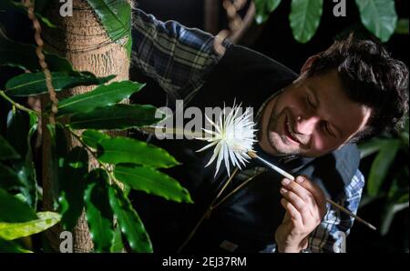 Glashaus Supervisor Alex Summers seltenen Amazonas Kaktus genannt Moonflower im Botanischen Garten der Universität Cambridge, wie es blüht für das, was Botaniker glauben, ist das erste Mal in Großbritannien. Experten hielten die ganze Woche über eine Nachtwache, damit sie die Blüte von Selenicereus wittii nicht vermissten - ein Ereignis, das bei Sonnenuntergang beginnt und durch Sonnenaufgang vorbei ist. Die Mondblume blühte tatsächlich früher am Samstagnachmittag um etwa 3pm, und der Garten sagte, es sei 28cm lang. Bilddatum: Samstag, 20. Februar 2021. Stockfoto