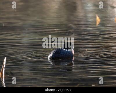 Ein eurasischer Ruß, Fulica atra, schwimmt durch einen kleinen Teich im Izumi-Wald, einem Naturpark in Yamato, Präfektur Kanagawa, Japan. Stockfoto