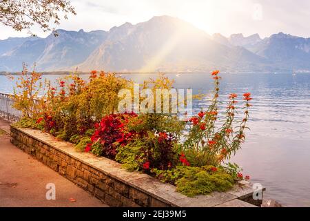 Blumen blühen an der Promenade des Genfer Sees, der Montreux Riviera, der Schweiz und den Schweizer Alpen Stockfoto