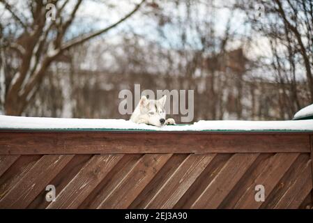 Schöner einsamer Husky Hund ist gelangweilt und schaut über die Zaun Stockfoto