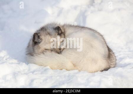 Vixen Polarfuchs (Vulpes Lagopus), in Gefangenschaft, Highland Wildlife Park, Kingussie, schottischen Highlands, UK Stockfoto