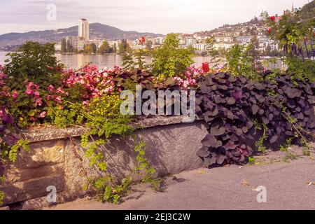 Blumen blühen an der Promenade des Genfer Sees, Montreux Riviera, Schweiz, Stadtbild Stockfoto