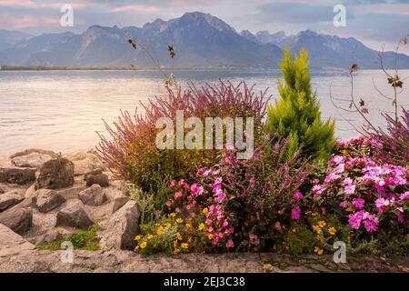 Blumen blühen an der Promenade des Genfer Sees, der Montreux Riviera, der Schweiz und den Schweizer Alpen Stockfoto