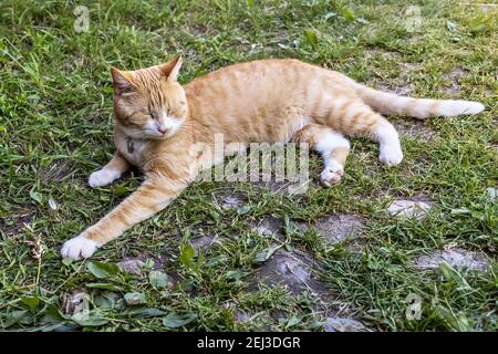 Ingwer flauschige Katze liegt auf grünem Gras im Garten. Sommerzeit. Stockfoto