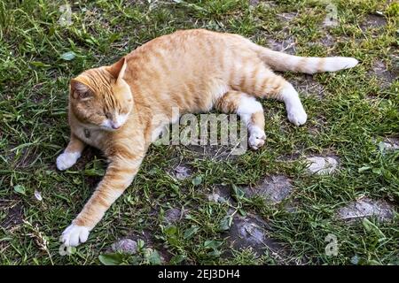 Ingwer flauschige Katze liegt auf grünem Gras im Garten. Sommerzeit. Stockfoto
