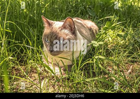 Siamesische blauäugige flauschige Katze liegt auf grünem Gras im Garten. Sommerzeit. Stockfoto