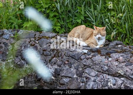 Ingwer flauschige Katze liegt auf grünem Gras im Garten. Sommerzeit. Stockfoto