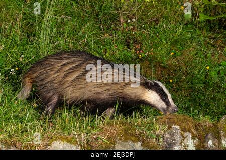Dachs (Meles meles) bei Nacht, Arran., Schottland, Großbritannien Stockfoto
