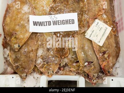 Frisch gelandete Zitronensohle in einer Box zum Verkauf bei Ein Fischmarkt Stockfoto