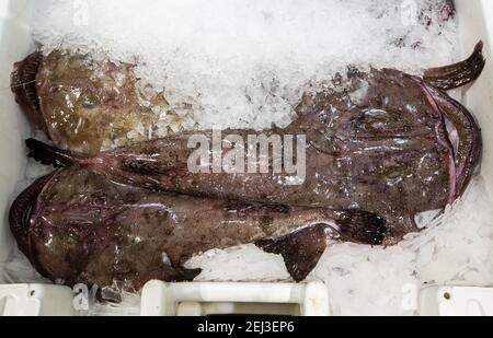 Frisch gelandeter Seeteufel in einer Box zum Verkauf bei einem fischmarkt Stockfoto