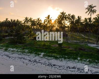 Schöner Sonnenuntergang an einem Strand in den Tropen. Die Sonne strahlt durch die Palmen Stockfoto
