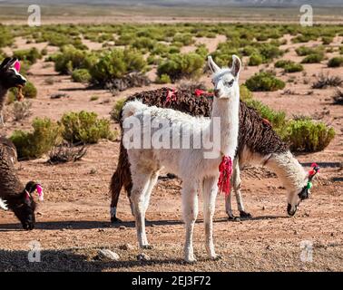 Herde Lamas. Herbstliche Wüstenlandschaft im bolivianischen Altiplano. Andes, Südamerika Stockfoto