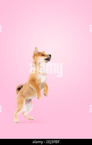 Springender shiba inu Welpe Hund vor rosa Farbverlauf Hintergrund Stockfoto