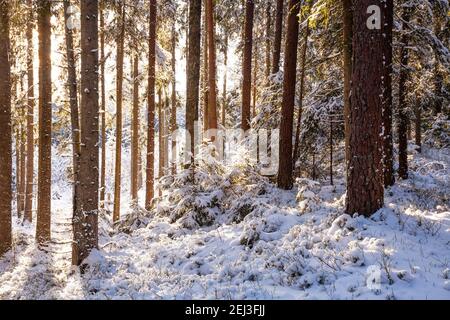 Schöner schneebedeckter Böalwald an einem sonnigen Wintertag in der estnischen Wildnis. Stockfoto