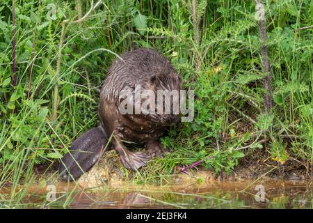 Europäischer Biber (Rizinusfaser), Captive, Großbritannien Stockfoto