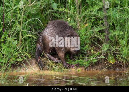 Europäischer Biber (Rizinusfaser), Captive, Großbritannien Stockfoto