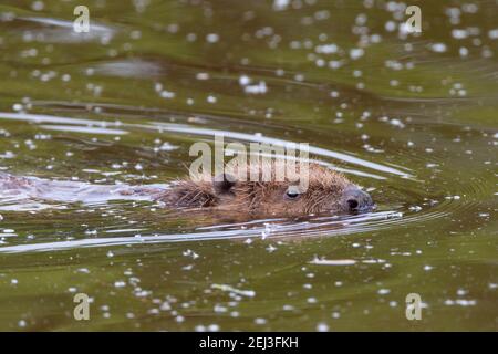 Europäischer Biber (Rizinusfaser), Captive, Großbritannien Stockfoto