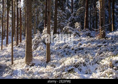 Schöner schneebedeckter Böalwald an einem sonnigen Wintertag in der estnischen Wildnis. Stockfoto