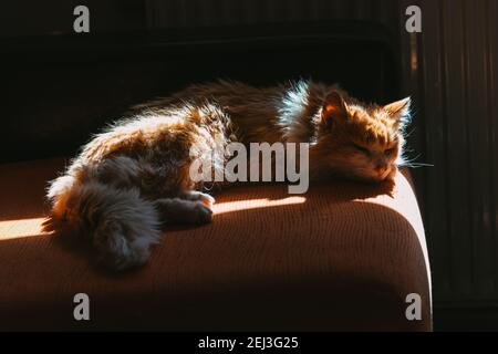 norwegische Waldkatze, die am Nachmittag ruht Stockfoto