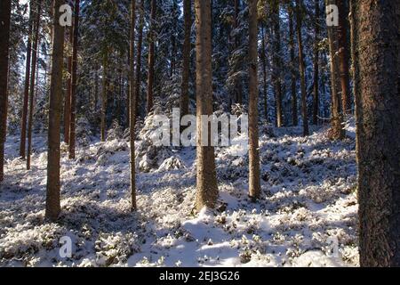 Schöner schneebedeckter Böalwald an einem sonnigen Wintertag in der estnischen Wildnis. Stockfoto