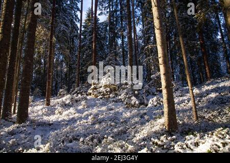 Schöner schneebedeckter Böalwald an einem sonnigen Wintertag in der estnischen Wildnis. Stockfoto