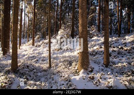 Schöner schneebedeckter Böalwald an einem sonnigen Wintertag in der estnischen Wildnis. Stockfoto