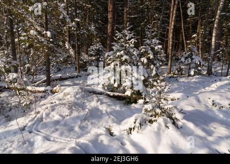 Schöner schneebedeckter Böalwald an einem sonnigen Wintertag in der estnischen Wildnis. Stockfoto