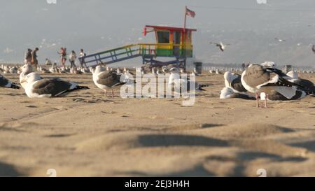 LOS ANGELES CA USA - 16 NOV 2019: California summertime Venice Beach aesthetic. Möwen an der sonnigen kalifornischen Küste, ikonischer Retro-lgbt aus Holz Stockfoto