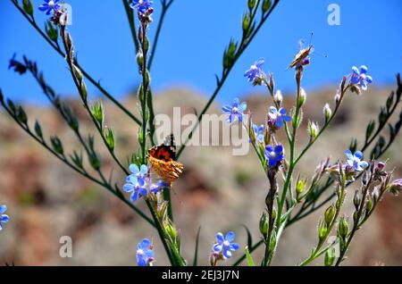 Blumen und Schmetterlinge in der Nähe des Klosters Noravank in Armenien Stockfoto