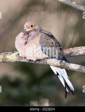 Mourning Dove close-up Profil Ansicht auf einem Baum Zweig mit verschwommenem Hintergrund in seiner Umgebung und Lebensraum thront. Bild. Bild. Hochformat. Dove Stock Stockfoto