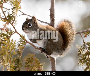 Eichhörnchen Nahaufnahme Profil Ansicht im Wald auf einem Zedernzweig mit einem verschwommenen Hintergrund zeigt seine braunen Fell, Pfoten, buschigen Schwanz. Bild. Stockfoto