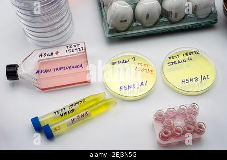 Neuer Stamm von H5N8 Vogelgrippe infiziert in Menschen, Petrischale mit Proben, konzeptuelles Bild Stockfoto