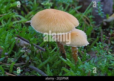 Der erdige Powdercap (Cystoderma amianthinum) ist ein essbarer Pilz, ein fesselndes Foto Stockfoto