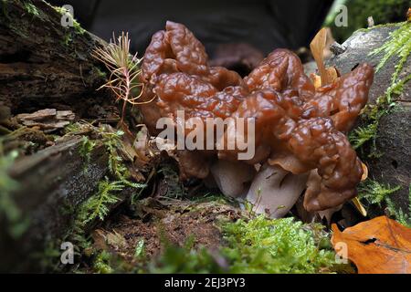 Die Nebelmorelle (Gyromitra infula) ist ein tödlicher giftiger Pilz, ein fesselndes Foto Stockfoto