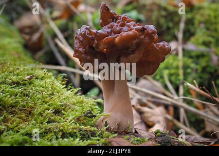 Die Nebelmorelle (Gyromitra infula) ist ein tödlicher giftiger Pilz, ein fesselndes Foto Stockfoto