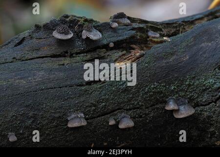 Der Hairy Oysterling (Resupinatus trichotis) ist ein ungenießbarer Pilz, ein fesselndes Foto Stockfoto