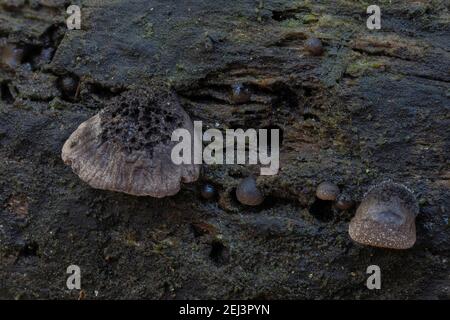 Der Hairy Oysterling (Resupinatus trichotis) ist ein ungenießbarer Pilz, ein fesselndes Foto Stockfoto