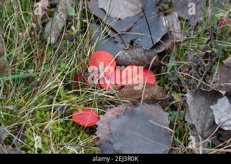 Der prächtige Wachskappen (Hygrocybe splendidissima) ist ein ungenießbarer Pilz, ein fesselndes Foto Stockfoto