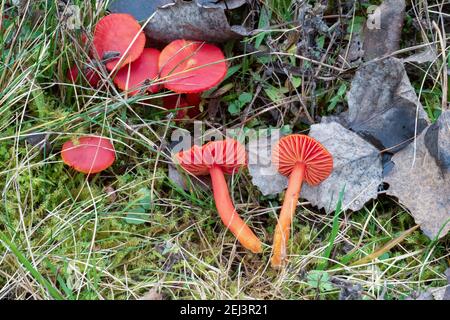 Der prächtige Wachskappen (Hygrocybe splendidissima) ist ein ungenießbarer Pilz, ein fesselndes Foto Stockfoto